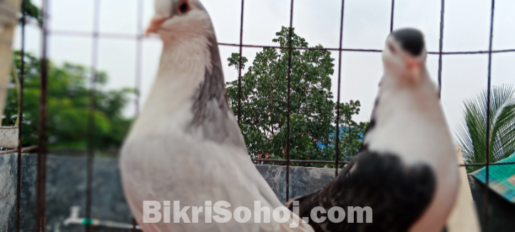 Male female shiraji kobutor